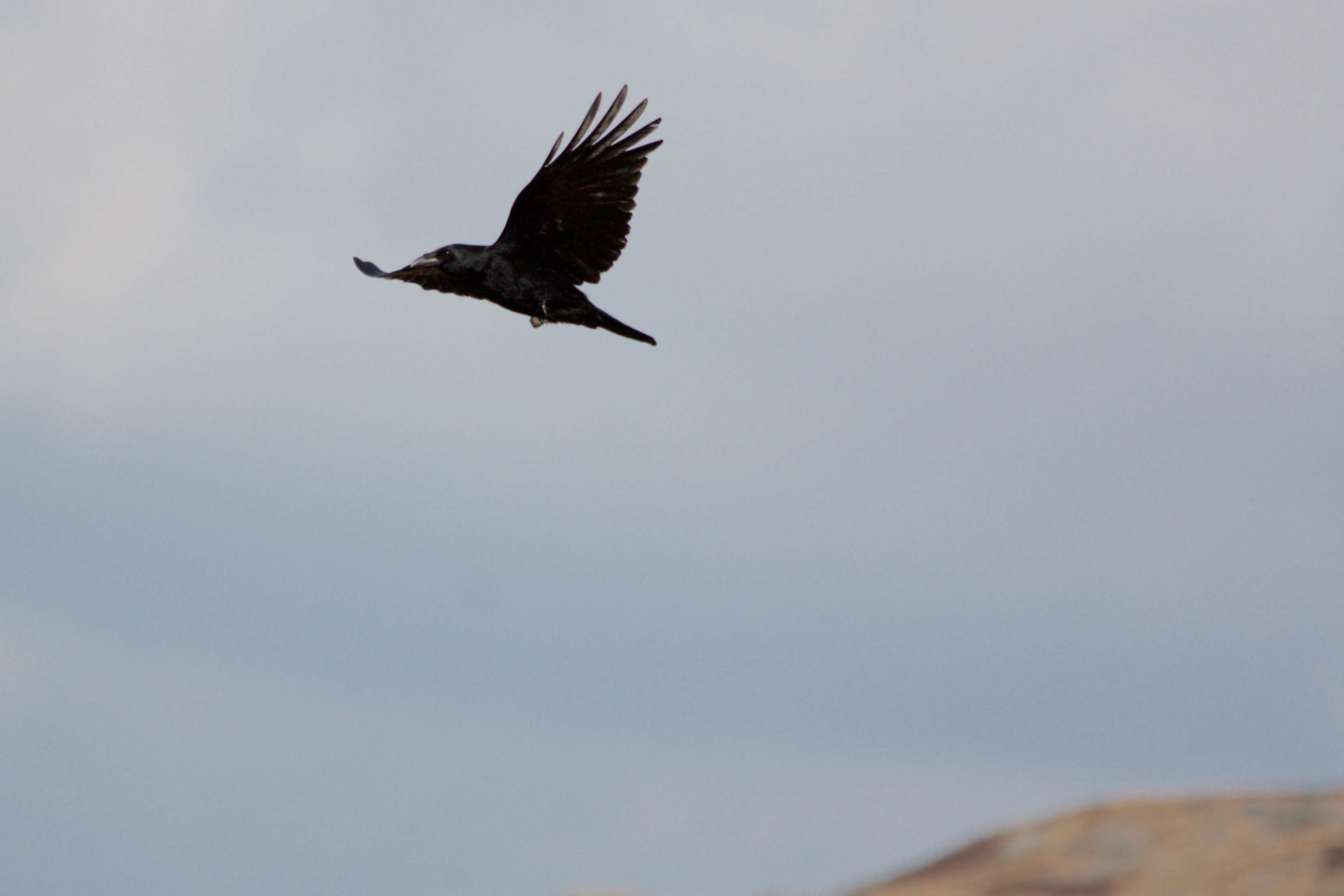 Crows Have a Mob Mentality Toward Ravens